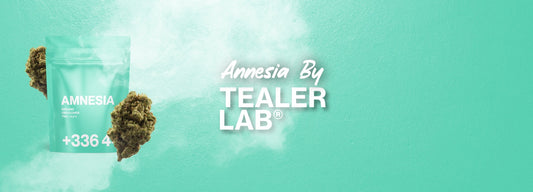 amnesia cbd tealerlab